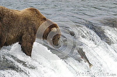 Brown bear waiting for salmon to jump