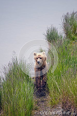 Brown bear walking on a trail