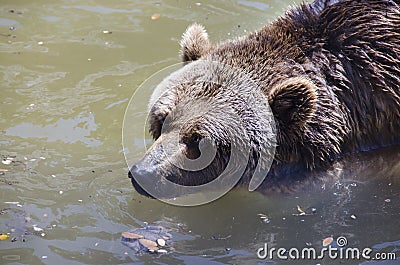 Brown bear