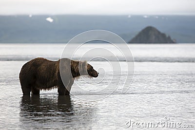 Brown bear is in the water