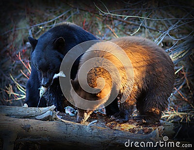 Brown Bears