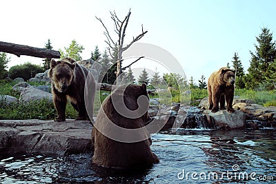 3 Brown Bears