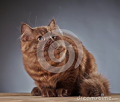 Brown british longhair kitten