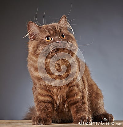 Brown british longhair kitten