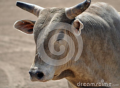 Brown bull with horns