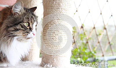 Brown cat of siberian breed,adult male