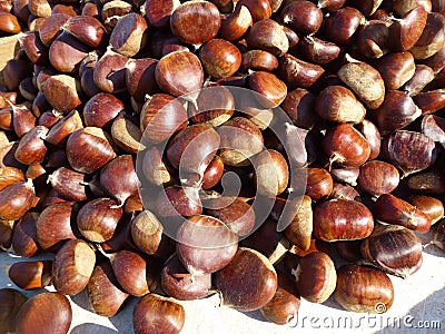 Brown chestnuts in the sun