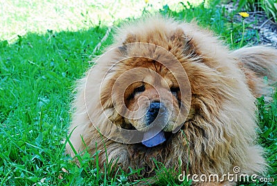 Brown chow chow dog in the green grass