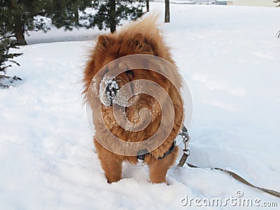 Brown chow chow dog and snow