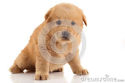 Brown Chow-chow puppy. Portrait on white background