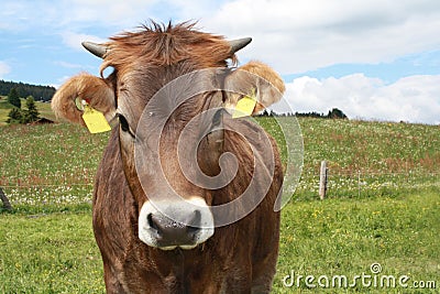 Brown cow close-up