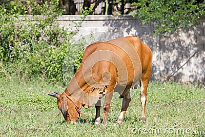 Brown cow eating grass in a field in Thailand