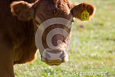 Brown Cow Face