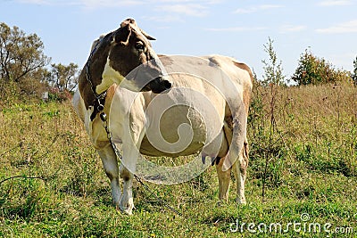 Brown cow in the field