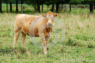 Brown cow in the field