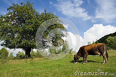 Brown cow grazes on field near tree and sky back