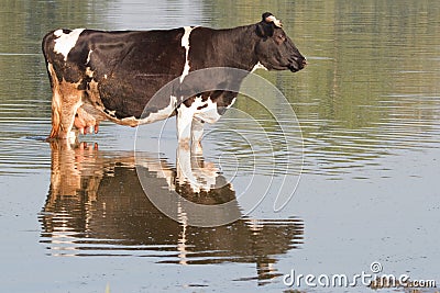 The brown cow standing in river