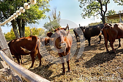 Brown cows on a meadow