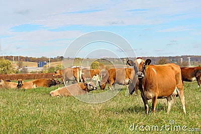 Brown Dairy Cows