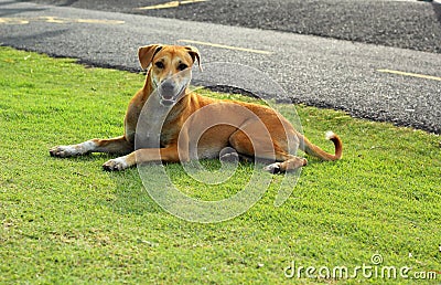 Brown dog on the green grass.