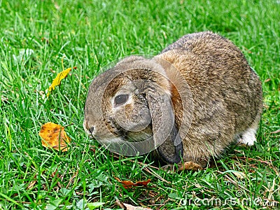 Brown Dwarf Bunny