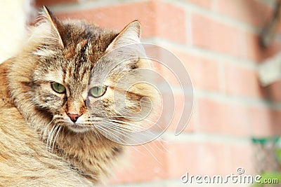 Brown female of cat, siberian breed,tricolor version