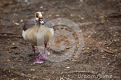 Brown female duck walking on wet ground