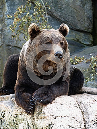 Brown grizzly bear