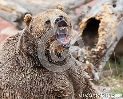 Brown Grizzly Bear