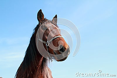 Brown head of a horse