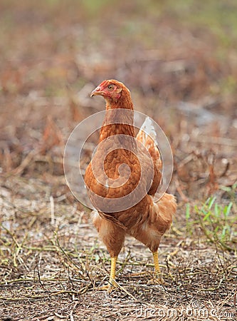 Brown hen chicken standing in field use for farm animals, livest