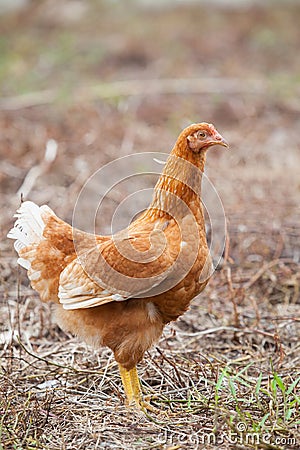 Brown hen chicken standing in field use for farm animals, livest