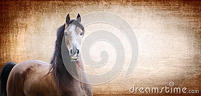 Brown horse on background with texture, banner