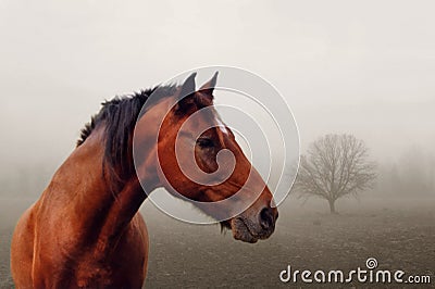 Brown horse in fog