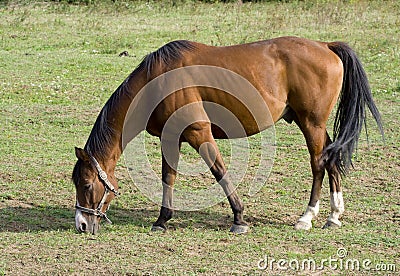 Brown horse grazing