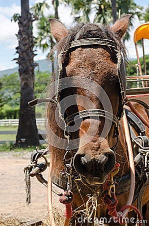 Brown horse of horse drawn carriage