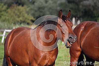 Brown horse laughing out loud