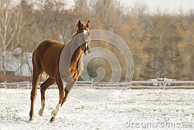 Brown horse running in a field in winter