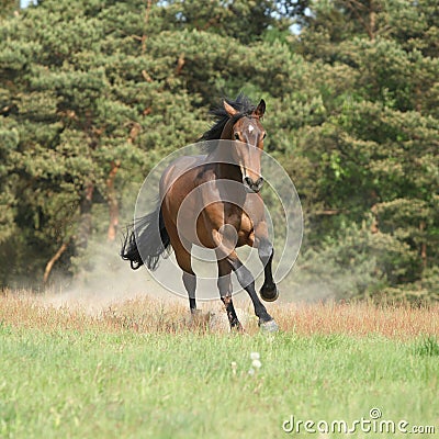 Brown horse running and making some dust in front of the forest