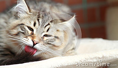 Brown kitten of cat, siberian breed