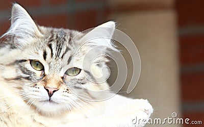 Brown kitten of cat, siberian breed