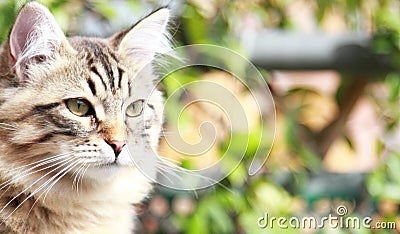 Brown kitten of cat, siberian breed