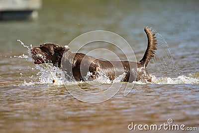 Brown labrador retriever jumps in the water