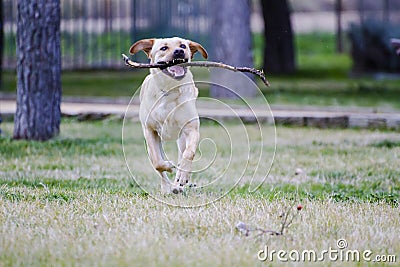 A Brown labrador running with a stick in its mouth in a grass fi