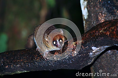 Brown Mouse Lemur (Microcebus rufus) in a rain forest