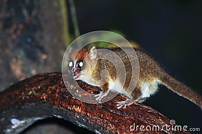 Brown Mouse Lemur (Microcebus rufus) in a rain forest