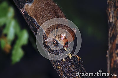 Brown Mouse Lemur (Microcebus rufus) in a rain forest
