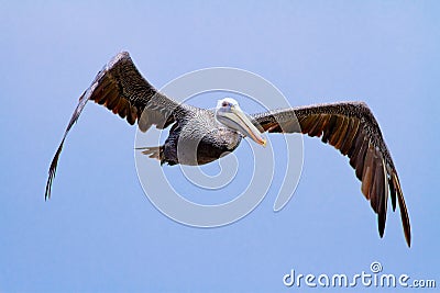 The brown Pelican fly over