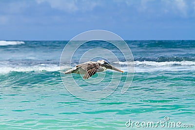 The brown Pelican fly over