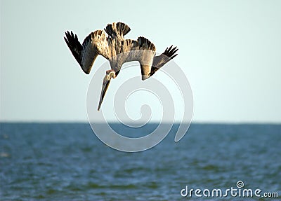 Brown pelican on the hunt